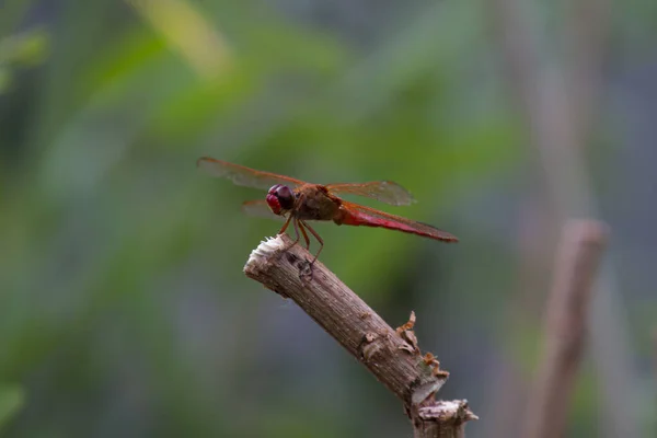 Bliżej Makro Obiektyw Obraz Samca Jesienny Meadowhawk Sympetrum Vicinum Drewnianym — Zdjęcie stockowe