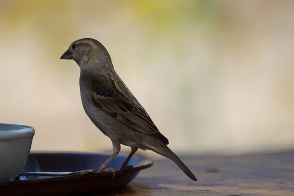 Ein Wilder Sperling Steht Auf Dem Tellerrand Eines Hölzernen Frühstückstisches — Stockfoto