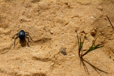 Ürdün 'deki Dana Biyosfer rezervinin çöl kumlarındaki küçük bir yabani bitkinin yanından geçen bir Adesmia iptal böceğinin makro görüntüsü..