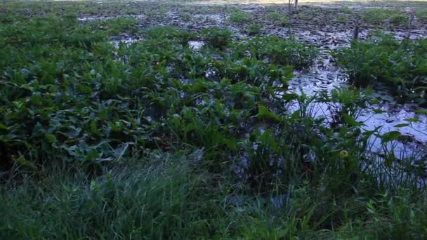 メリーランド州の湿地生態系の風景映像 の画像は アローアーム ペルタンドラの処女 植物で覆われた風光明媚な湿地を備えています トンボは湿地の上を飛ぶ — ストック動画