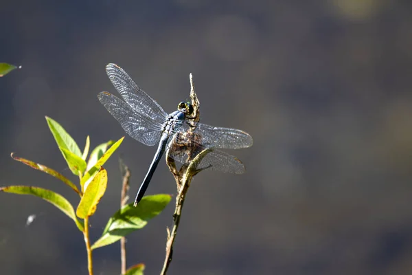 Velký Modrý Kluzák Vážky Libellula Vibrans Odpočívající Rostlině Křídly Odrážejícími — Stock fotografie