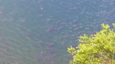 İzole edilmiş görüntüler, su yüzeyine çok yakın yüzen balık sürülerini gösteriyor. Bunlar tatlı suda yaşayan büyük sazanlar. Gölgeli bir bölgede bir araya geldiler..