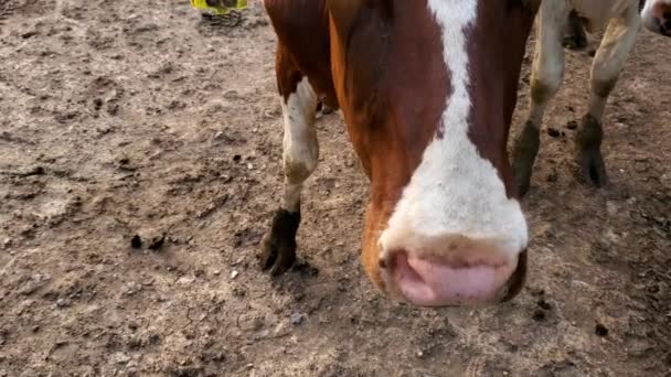 Close Face Portrait Footage Simmental Cattle Ear Tag Local Pasture — Stock Video