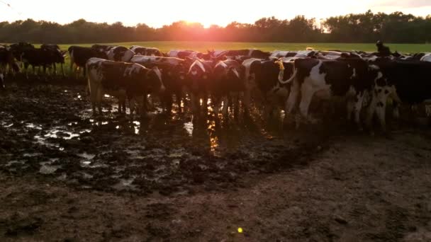 Nahaufnahme von Sonnenuntergang und Sonnenaufgang mit frei laufenden Kühen in einer schlammigen Pfütze. Die Rinderherde weidet frei auf einer großen Weide. Ein Beispiel für humane, altmodische, freilaufende, grasgefütterte Tierhaltung.