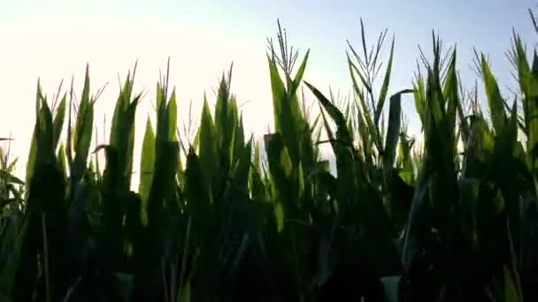 Video Procházky Kukuřičném Poli Plně Vzrostlými Vysokými Rostlinami Při Západu — Stock video