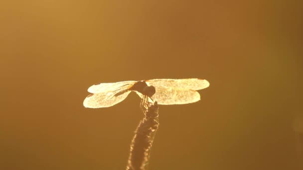 一个阳光灿烂的下午 一只蜻蜓正站在麦穗上 然后它起飞 抓住一只虫子 又回来吃了 画面被阳光照得反光 孤立的轮廓清晰可见 — 图库视频影像