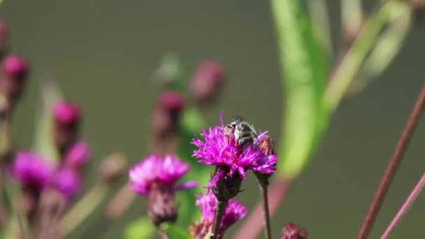 Close Scene Microcosm Footage Features Ironweed Flower Bumble Bee Which — Stock Video