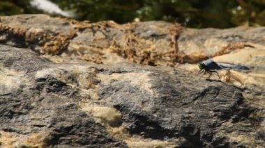 Yetişkin bir erkek havuzun (Erythemis simplicicollis) yusufçuğunun gölün kenarındaki büyük bir kayanın üzerindeki izole görüntülerini kapatın. Çekim sırasında birkaç kez havalanıyor ve iniyor..