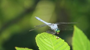 Yetişkin bir erkek havuzun (Erythemis simplicicollis) yusufçuğunu yakaladığı bir kızböceğini yerken görüntülerini kapatın. Bu yırtıcının hızlı ve güçlü çene hareketlerinin ayrıntıları görüntülenir.