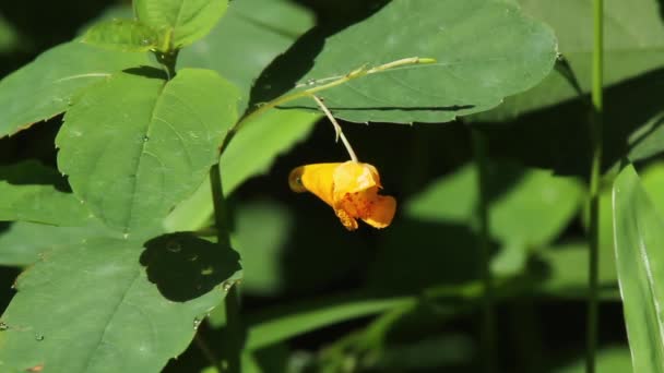 Närbild Bilder Apelsinjuvel Impatiens Capensis Blomma Mörkfärgad Geting Flyger Och — Stockvideo