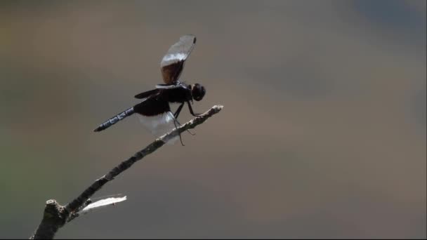 Une Séquence Isolée Gros Plan Une Libellule Queue Blanche Libellula — Video