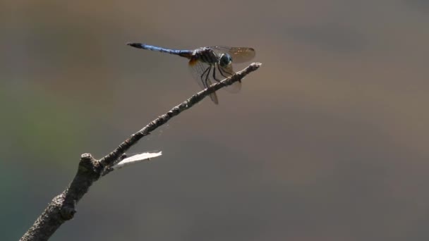 Egy közeli elszigetelt felvétel egy vibráló kék vakító szitakötőről (Pachydiplax longipennis) egy boton. Felszáll és párszor ugyanazon a helyen landol, miközben repül és vadászik a közelben..