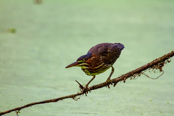 Nahaufnahme Eines Grünreihers Butorides Virescens Der Auf Einem Ast Geht — Stockfoto