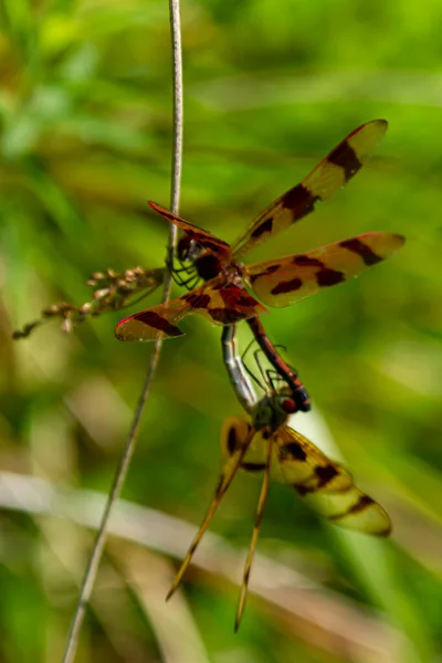 Close Image Two Halloween Pennant Dragonflies Celithemis Eponina Copulation Two — Stock Photo, Image
