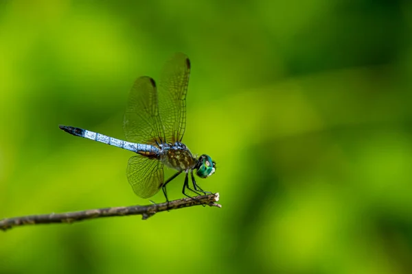 Image Isolée Gros Plan Une Libellule Dasher Bleue Vibrante Pachydiplax — Photo