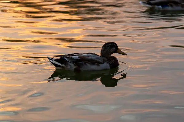 Eine Tapsende Ente Schwimmt Allein Auf Einem See Bei Sonnenuntergang — Stockfoto