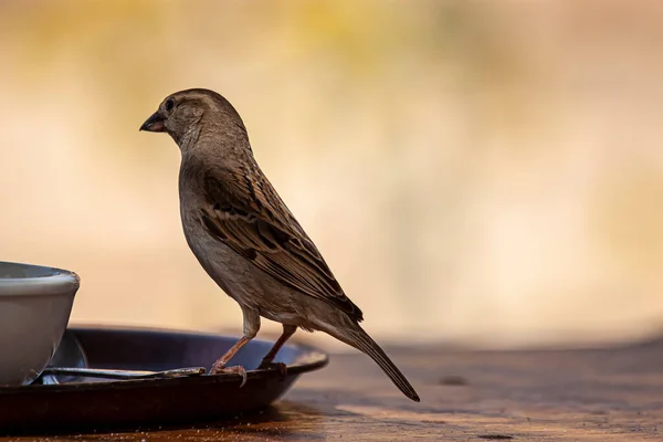 Nahaufnahme Eines Wilden Sperlings Der Auf Dem Rand Eines Frühstücktellers — Stockfoto