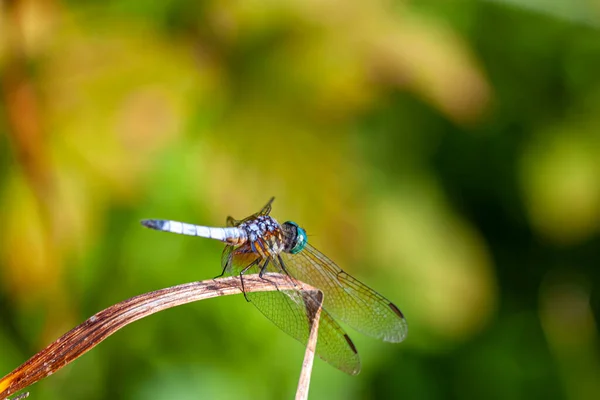 Zblízka Izolovaný Obraz Pulzující Modré Dasher Vážky Pachydiplax Longipennis Klacku — Stock fotografie