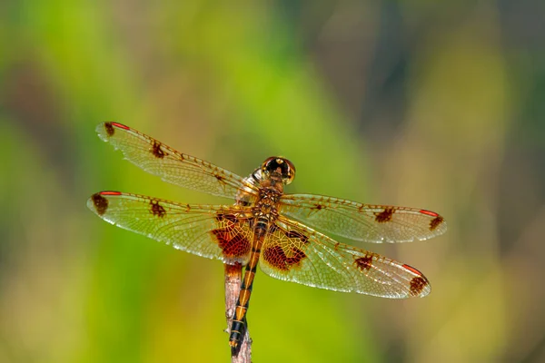 Close Top Image Male Halloween Pennant Celithemis Eponina Dragonfly Species — Stock Photo, Image