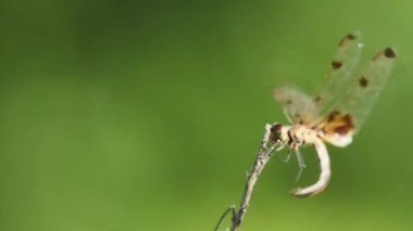 Bir erkek Cadılar Bayramı Pennant (Celithemis eponina) yusufçuğunun küçük bir dala tutunurken ve güçlü bir rüzgar sırasında hareketsiz kalırken çekilmiş yakın çekim görüntüleri. Rüzgardaki bir flamaya benziyor..
