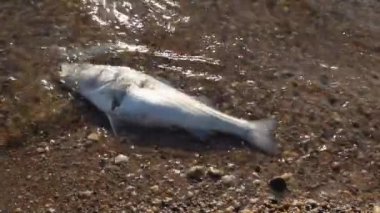 Chesapeake Körfezi 'nde ölü bir levrek balığı kıyıya vurur. Görüntüler çürüyen balıkların dalgalarla kıyıya taşındığını gösteriyor. Hayvanın bir tarafında yağmalama yüzünden hasar var.