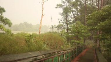 Fırtınada sağanak yağmur ve rüzgârı gösteren hızlandırılmış bir video. Vahşi yaşam barınağındaki bir barınakta çekilen görüntüler. Filmde yağmur, ahşap yürüyüş yolu, sisli gökyüzü, sazlıklarla dolu bataklık, çam ağaçları ve bulutlar yer alıyor. Sonra sonunda yağmur durur..