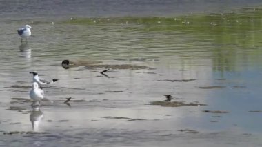 Chesapeake Körfezi 'nin bir bölümündeki sulak arazide bir kuş sürüsü. Kuşlar senkronize olarak havalanıyor ve sonra yavaşça geri dönüyorlar. Royal tern, Sandwich tern, yüzük gagalı martı, gülen martılar sürüler halinde görülürler.