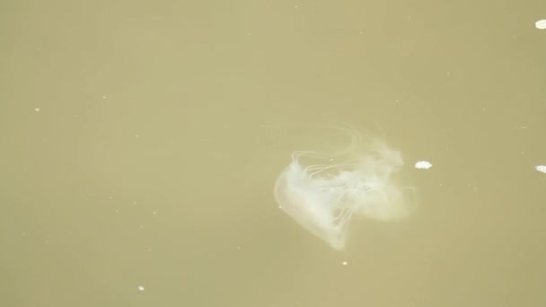 Footage White Medusa Stage Sea Nettle Swimming Chesapeake Bay Maryland — Stock Video