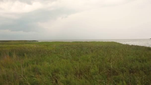 東ネック島の海岸の野生生物保護区で風と曇りの日のリアルタイム映像 風に舞う葦や野生植物 海の波などの映像 — ストック動画