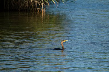 Chesapeake Körfezi 'nde yüzen çift tepeli bir karabatağın (Phalacrocorax auritus) resmi. Bu siyah su kuşu göllerin ve nehirlerin yakınında yaşar ve balık yer. Görüntü Doğu Yakası Adası, MD 'de çekildi..