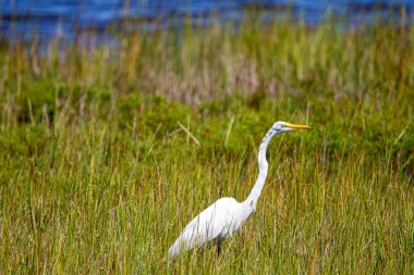 Büyük beyaz bir balıkçıl (Ardea alba) bir bataklıkta uzun sazlıklarda yürüyor. Bu, ABD genelinde yaşayan büyük bir su kuşu. Bu resim Assateague Adası 'ndaki vahşi yaşam sığınağında çekildi..