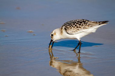 Kıyı şeridi yakınlarındaki ıslak kumda kum yengeci avlayan yarı palmiye çulluğunun (Calidris pusilla) izole edilmiş görüntüsü görülebilir..