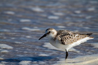 Kum yengeci avlarken kıyıda duran yarı palmiye çulluğunun (Calidris pusilla) izole edilmiş görüntüsünü kapatın. Sahile dalgaların getirdiği omurgasızları arıyor.