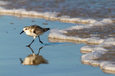 close up isolated image of a semipalmated sandpiper (Calidris pusilla) hunting for sand crabs on wet sand near shoreline with its reflection is visible. clipart