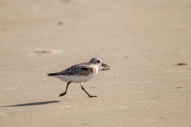 Ağzında bir Atlantik köstebek yengeci (emerita talpoida) taşıyan yarı palmiye çulluğunun (Calidris pusilla) izole edilmiş görüntüsünü kapatın. Dalgaların getirdiği küçük omurgasızlarla beslenirler..