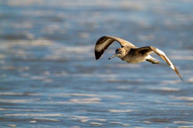 Atlantik Okyanusu 'nun Assateague Adası kıyıları üzerinde uçan yarı palmiyeli bir kum çulluğunun (Calidris pusilla) izole edilmiş görüntüsü. Bu neredeyse tehdit altında bir tür..
