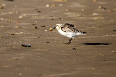 Ağzında bir Atlantik köstebek yengeci (emerita talpoida) taşıyan yarı palmiye çulluğunun (Calidris pusilla) izole edilmiş görüntüsünü kapatın. Dalgaların getirdiği küçük omurgasızlarla beslenirler..