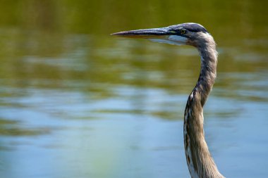 Bataklıktaki bir Büyük Mavi Balıkçıl 'ın (Ardea herodias) yakın plan görüntüsü. Görüntü, kuşun kafasının ve boynunun arka plandaki koyla detaylarını gösteren bir profil fotoğrafı..
