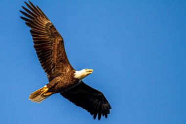 Gökyüzünde süzülen bir Amerikan Kel Kartalı 'nın (Haliaeetus leucocephalus) yakın plan çekimi. Görüntü, Doğu Yakası Vahşi Yaşam Sığınağı 'nda Chesapeake Körfezi tarafından çekildi. 