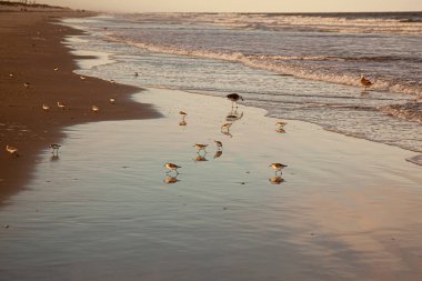 Gün batımında Assateague adasındaki Atlantik kıyı şeridi manzarası. Bir grup yarı palmiye çulluğu (Calidris pusilla), neredeyse tehdit altındaki sahil kuşları, ıslak kum üzerinde koşuyorlar..