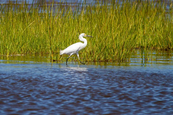 Grande Egret Branco Ardea Alba Caminhando Pântano Este Grande Pássaro — Fotografia de Stock