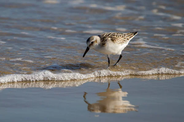 Kıyı şeridi yakınlarındaki ıslak kumda kum yengeci avlayan yarı palmiye çulluğunun (Calidris pusilla) izole edilmiş görüntüsü görülebilir..