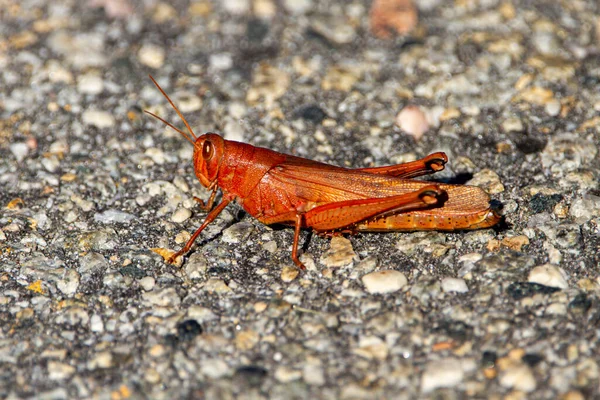 关闭宏观镜头图像的卡罗莱纳蝗虫 Dissosteira Carolina 站在石头地面上 这种生机勃勃的红色橙色大蚱蜢在美国很常见 — 图库照片
