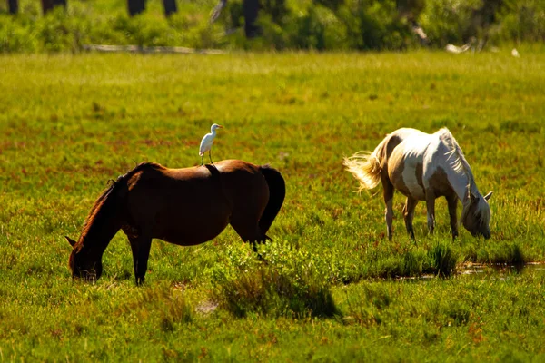 Assateague Adası 'nda otlayan koyu kahverengi ve beyaz bir atın izole edilmiş görüntüsünü kapatın. Yavru bir beyaz balıkçıl, kahverengi olana tünemiş sırtüstü duruyor..