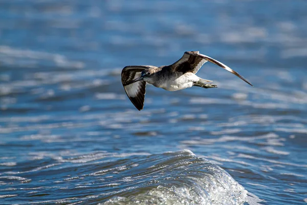 Nahaufnahme Eines Halbhandtellergroßen Strandläufers Calidris Pusilla Der Über Die Wellen — Stockfoto