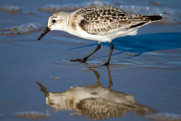 Kıyı şeridi yakınlarındaki ıslak kumda kum yengeci avlayan yarı palmiye çulluğunun (Calidris pusilla) izole edilmiş görüntüsü görülebilir..