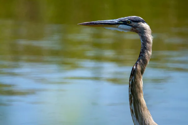 Imagen Cerca Una Garza Azul Grande Ardea Herodias Humedal Imagen — Foto de Stock