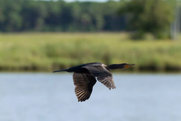 Bild Eines Doppelhaubenkormorans Phalacrocorax Auritus Der Über Die Bucht Von — Stockfoto