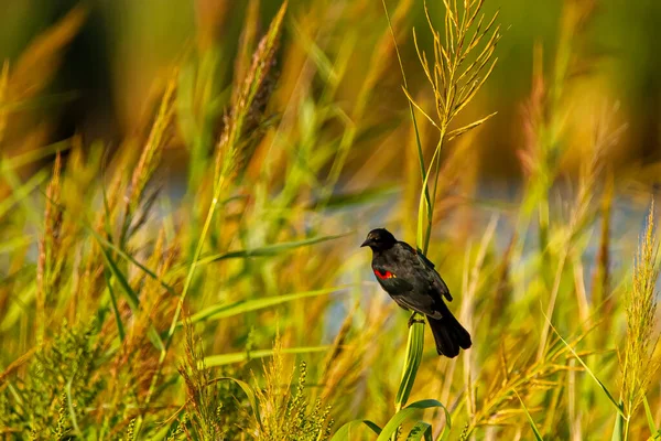 Een Mannelijke Rode Gevleugelde Merel Agelaius Phoeniceus Een Kleine Zangvogel — Stockfoto