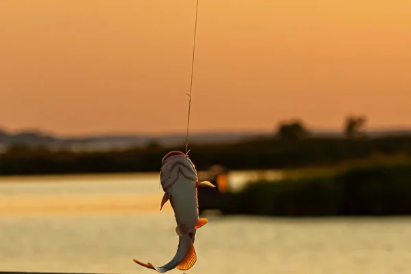 Visserij Vangen Vrijlaten Een Gangbare Praktijk Onder Vissers Maryland Een — Stockfoto